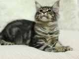 Kayıtlı Full Secereli Aşıları Tamam Safkan Maine Coon
