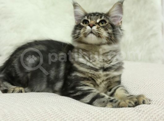 Kayıtlı Full Secereli Aşıları Tamam Safkan Maine Coon görsel