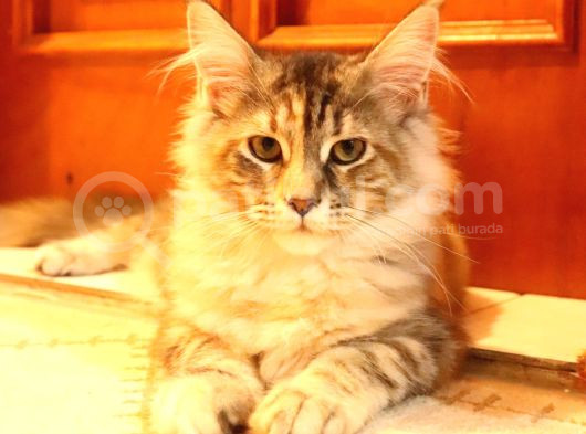 Kayıtlı Full Secereli Aşıları Tamam Safkan Maine Coon görsel