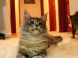 Kayıtlı Full Secereli Aşıları Tamam Safkan Maine Coon