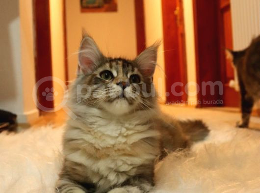 Kayıtlı Full Secereli Aşıları Tamam Safkan Maine Coon görsel