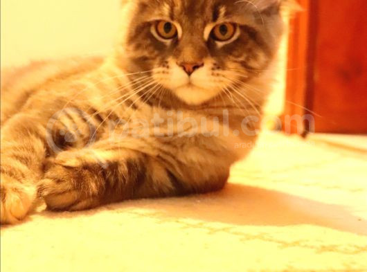 Kayıtlı Full Secereli Aşıları Tamam Safkan Maine Coon