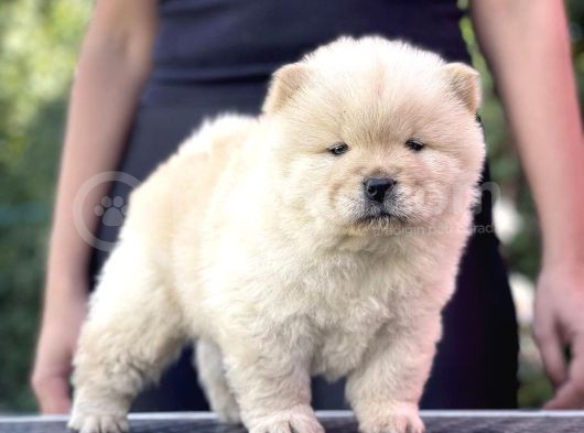 Ori̇ji̇nal Chow Chow Yavrulari