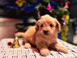 Biblo gibi maltipoo oğlum
