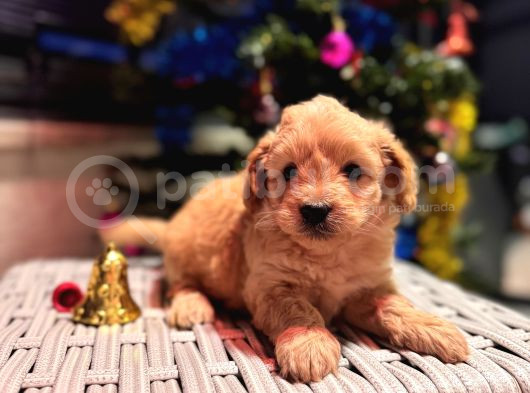 Biblo Gibi Maltipoo Oğlum