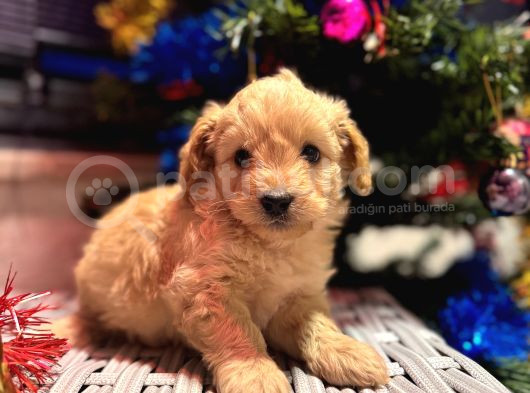 Biblo Gibi Maltipoo Oğlum görsel