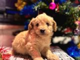 Biblo Gibi Maltipoo Oğlum
