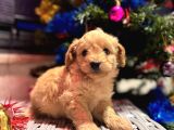 Biblo Gibi Maltipoo Oğlum