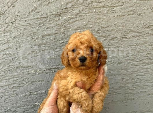 Teacup 2 Kg Garanti̇si̇ Altinda Kirmizi Red Tooy Poodle görsel