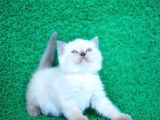 Bulutlar kadar güzel blue point british short hair
