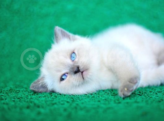 Bulutlar Kadar Güzel Blue Point British Short Hair görsel