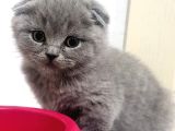 Çok Sevimli Bebeklerimiz Scottish Fold Yavruları