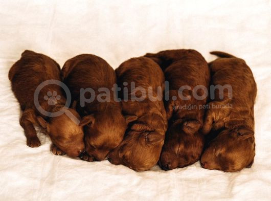 6 Kasım Doğumlu Poodle Yavrularımız görsel