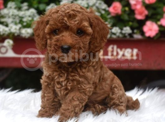 Kıpkırmızı Red Tooy Poodle Sevimli Yavrular görsel