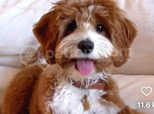 Kahve Tonlu Puppy Kıvırcık Tüylü Malti̇po Ci̇nsi̇ Yavrular