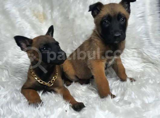 Safkan Malinois Yavruları
