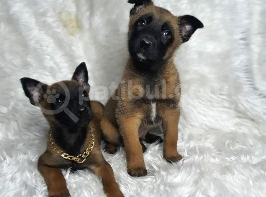 Safkan Malinois Yavruları görsel