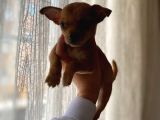 Teacup Chihuahua Yavrumuz Sizlerle