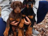 King kızıl ve siyah Doberman yavrular