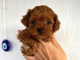 Kıpkırmızı Red tooy poodle sevimli yavrular