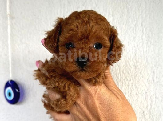 Kıpkırmızı Red tooy poodle sevimli yavrular