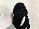 Black Poodle Farklılığı Sevenlere 
