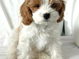 Kahve Tonlu Puppy Kıvırcık Tüylü Malti̇po Ci̇nsi̇ Yavrular
