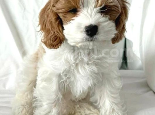 Kahve Tonlu Puppy Kıvırcık Tüylü Malti̇po Ci̇nsi̇ Yavrular görsel