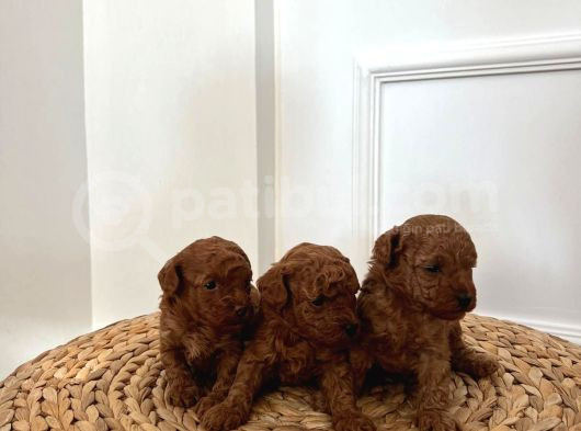 6 Kasım Doğumlu Poodle Yavrularımız görsel