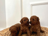 6 Kasım Doğumlu Poodle Yavrularımız