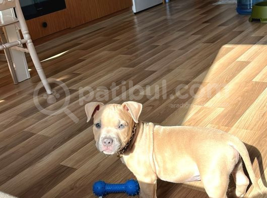 Pocket Bully görsel