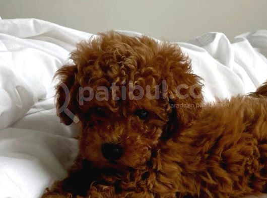 Toy Poodle Red Brown Yavrular