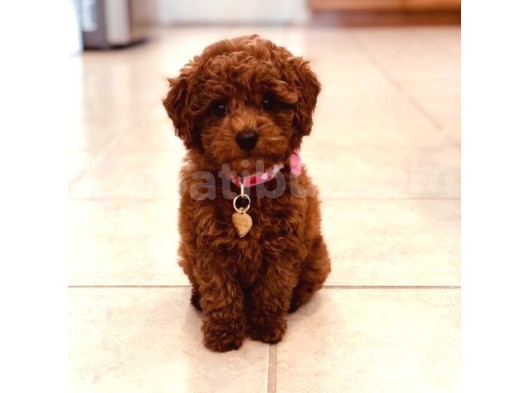 Toy Poodle Red Brown Yavrular görsel