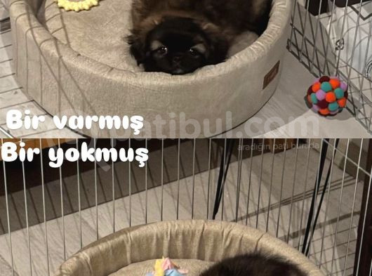 6 Eylül Doğumlu Pekinez görsel