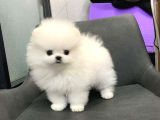 POMERANİAN TEDDY YAVRULAR