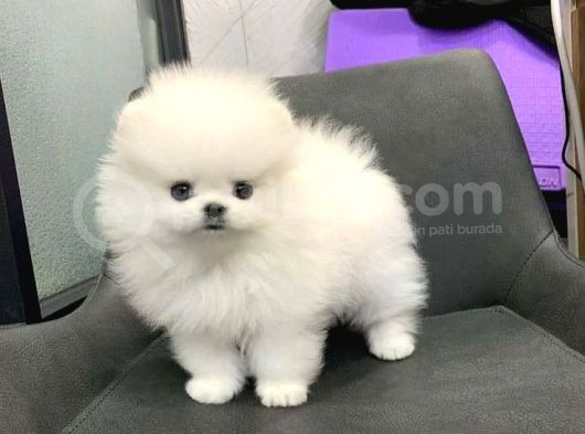 Pomerani̇an Teddy Yavrular
