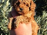 Mini boy puppy kıpkırmızı Red TOOY POODLE