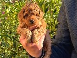 Mini Boy Puppy Kıpkırmızı Red Tooy Poodle