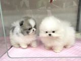 Pomerani̇an Teddy Yavrular