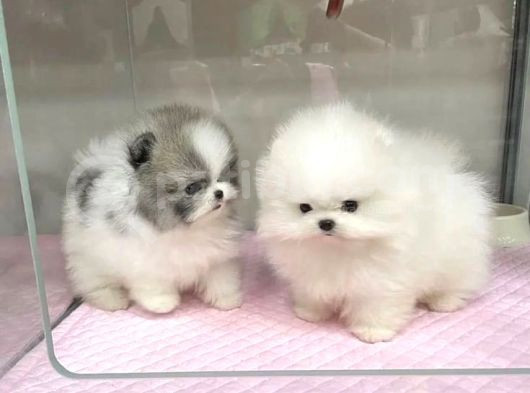 Pomerani̇an Teddy Yavrular görsel