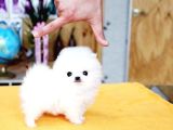 Pomerani̇an Teddy Yavrular