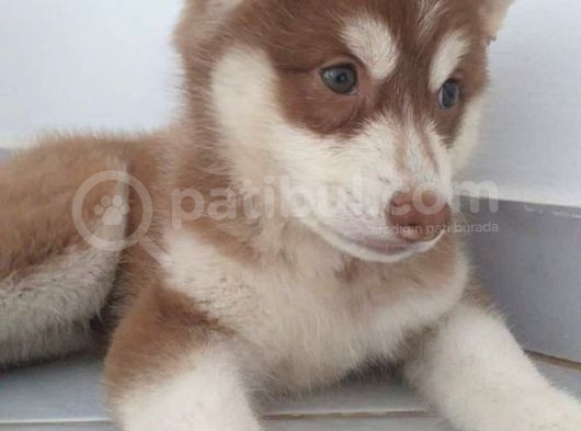Safkan Mavi̇ Göz Husky Si̇bi̇rya Kurdu  Yavrulari
