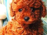 Toy Poodle Red Brown Yavrular
