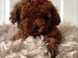 Toy Poodle Red Brown Yavrular