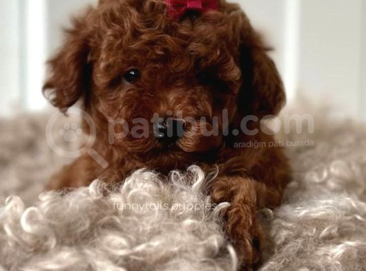 Toy Poodle Red Brown Yavrular görsel