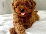 Kıpkırmızı Red tooy poodle sevimli yavrular