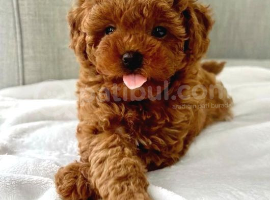 Kıpkırmızı Red Tooy Poodle Sevimli Yavrular