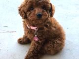 Kıpkırmızı Red Tooy Poodle Sevimli Yavrular