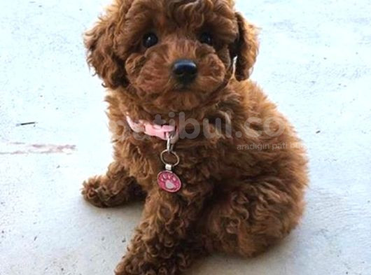 Kıpkırmızı Red Tooy Poodle Sevimli Yavrular görsel