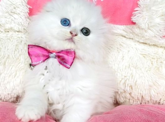 Özel Sevenlere Odd Eyes Longhair Scotısh Fold görsel